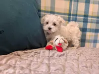 Lottie, a female Maltese for sale in Ocala, FL – Photo 4 of 6