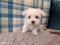 Lottie, a female Maltese for sale in Ocala, FL – Photo 1 of 6