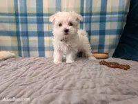 Lottie, a female Maltese for sale in Ocala, FL – Photo 2 of 6