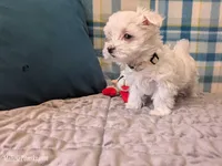 Lottie, a female Maltese for sale in Ocala, FL – Photo 6 of 6