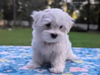 Mario, a male Maltese for sale in Ocala, FL – 4 of 10