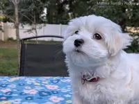 Mario, a male Maltese for sale in Ocala, FL – 8 of 10