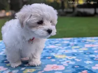 Daisy, a female Maltese for sale in Ocala, FL – 7 of 10