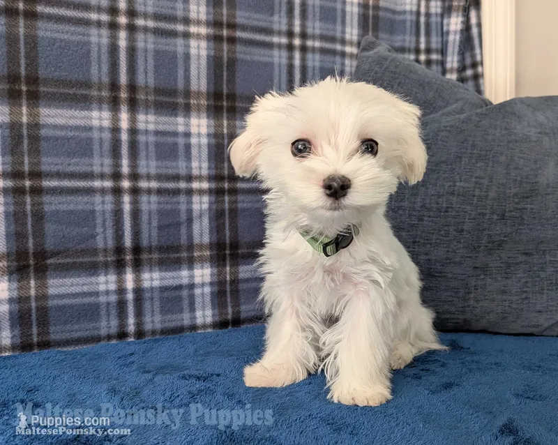 Rigatoni – Maltese puppy for sale in Ocala, FL