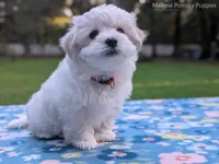 Daisy, a female Maltese for sale in Ocala, FL – 4 of 10