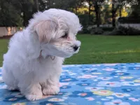 Daisy, a female Maltese for sale in Ocala, FL – 10 of 10