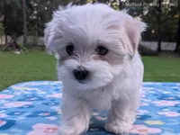 Daisy, a female Maltese for sale in Ocala, FL – 5 of 10