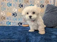 Macaroni, a male Maltese for sale in Ocala, FL – Photo 6 of 6