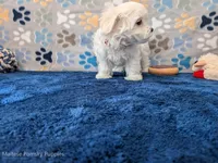 Macaroni, a male Maltese for sale in Ocala, FL – Photo 3 of 6