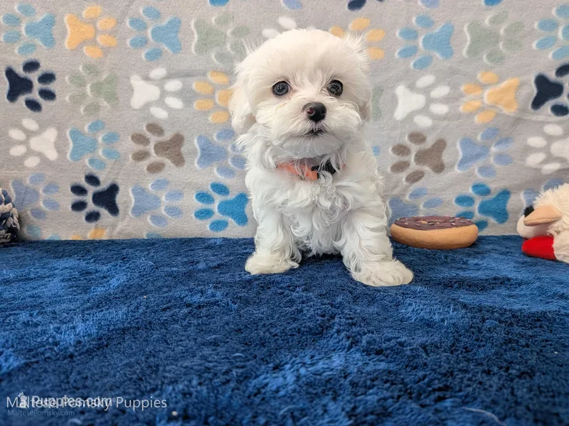 Macaroni – Maltese puppy for sale in Ocala, FL