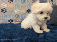 Macaroni, a male Maltese for sale in Ocala, FL – Photo 5 of 6