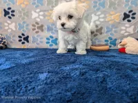 Macaroni, a male Maltese for sale in Ocala, FL – Photo 2 of 6