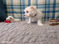 Tommy, a male Maltese for sale in Ocala, FL – Photo 6 of 8