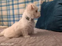 Tommy, a male Maltese for sale in Ocala, FL – Photo 4 of 8