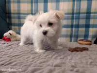 Tommy, a male Maltese for sale in Ocala, FL – Photo 1 of 8