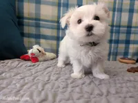Tommy, a male Maltese for sale in Ocala, FL – Photo 5 of 8