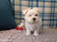 Tommy, a male Maltese for sale in Ocala, FL – Photo 7 of 8