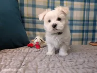 Tommy, a male Maltese for sale in Ocala, FL – Photo 8 of 8