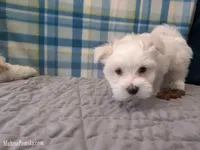 Tommy, a male Maltese for sale in Ocala, FL – Photo 2 of 8