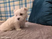 Tommy, a male Maltese for sale in Ocala, FL – Photo 3 of 8