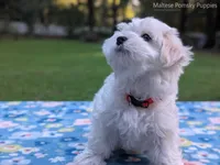 Mario, a male Maltese for sale in Ocala, FL – 3 of 10