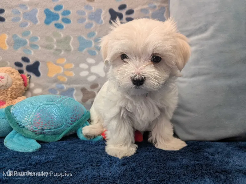 Lisa – Maltese puppy for sale in Ocala, FL