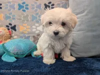 Lisa, a female Maltese for sale in Ocala, FL – 1 of 6