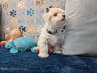 Lisa, a female Maltese for sale in Ocala, FL – 6 of 6