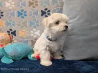 Lisa, a female Maltese for sale in Ocala, FL – 2 of 6