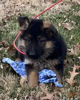 Uriah, a male German Shepherd Dog for sale in London, KY – Photo 1 of 3
