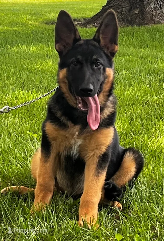 Xaviar – German Shepherd Dog puppy for sale in London, KY