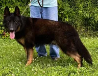 Xenta, a female German Shepherd Dog for sale in London, KY – Photo 2 of 3