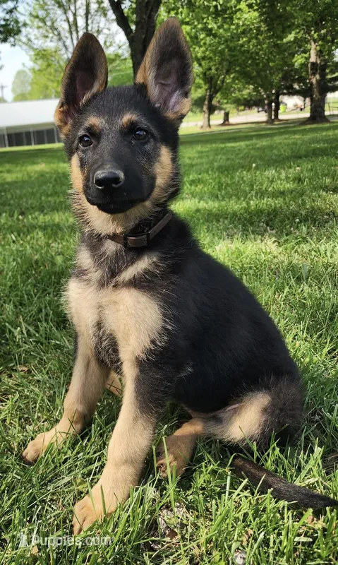 Xenta – German Shepherd Dog puppy for sale in London, KY