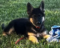 Xuxu, a female German Shepherd Dog for sale in London, KY – Photo 1 of 3