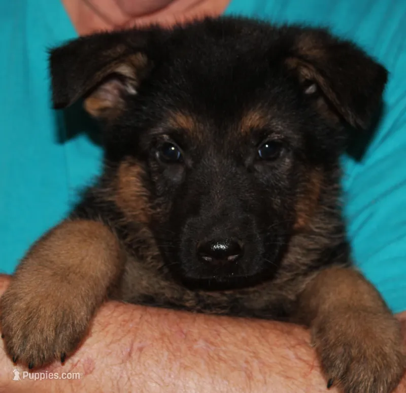 Xenta – German Shepherd Dog puppy for sale in London, KY