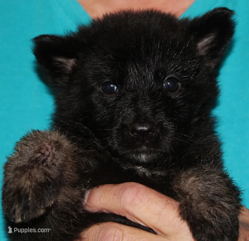 Xenta – German Shepherd Dog puppy for sale in London, KY