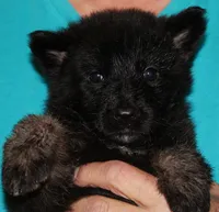 Xenta, a female German Shepherd Dog for sale in London, KY – Photo 1 of 3