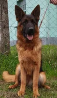 Titan, a male German Shepherd Dog for sale in London, KY – 3 of 5