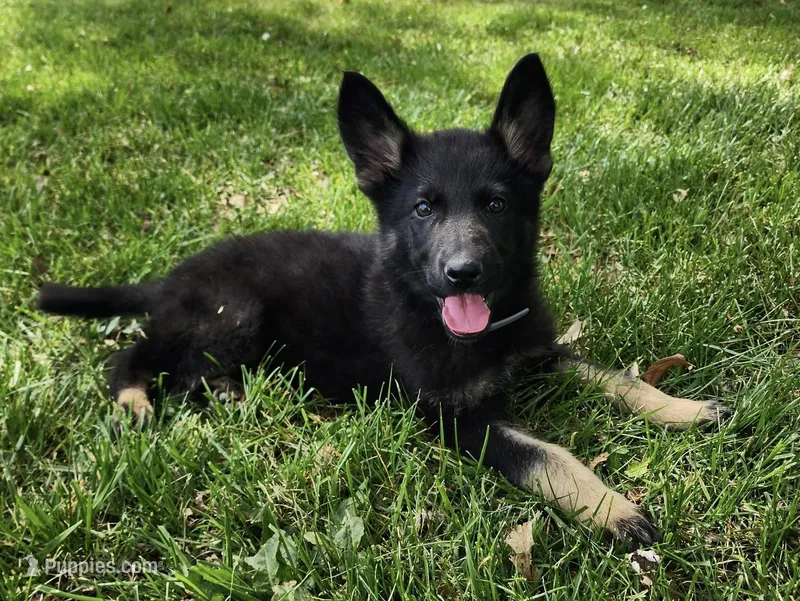 Xuse – German Shepherd Dog puppy for sale in London, KY