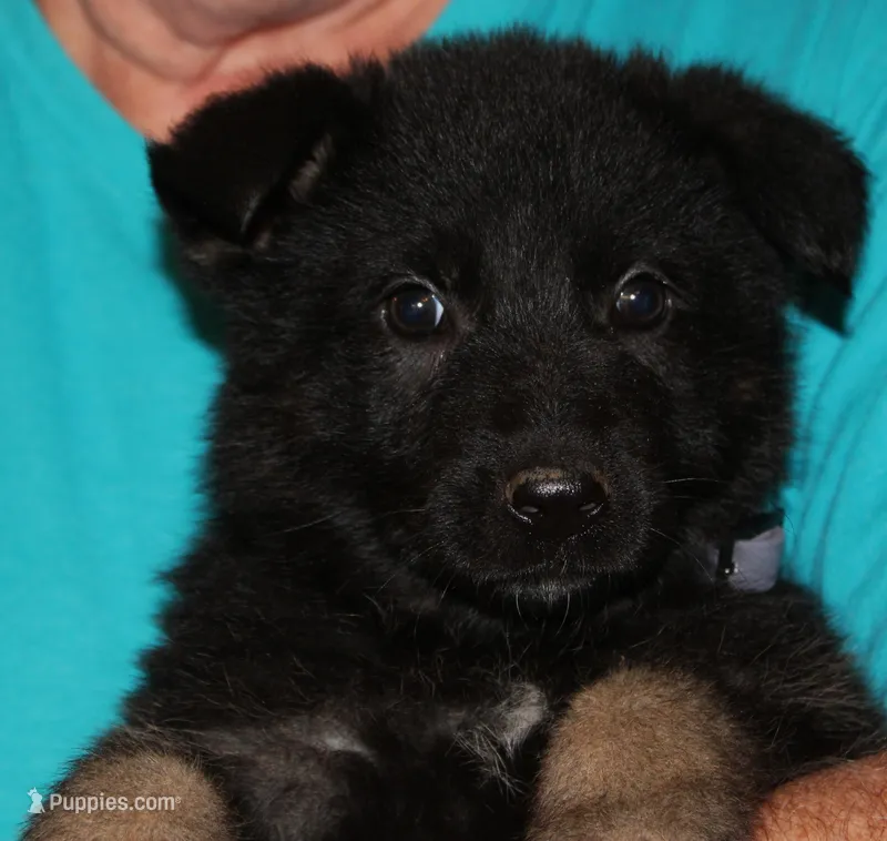 Xuse – German Shepherd Dog puppy for sale in London, KY