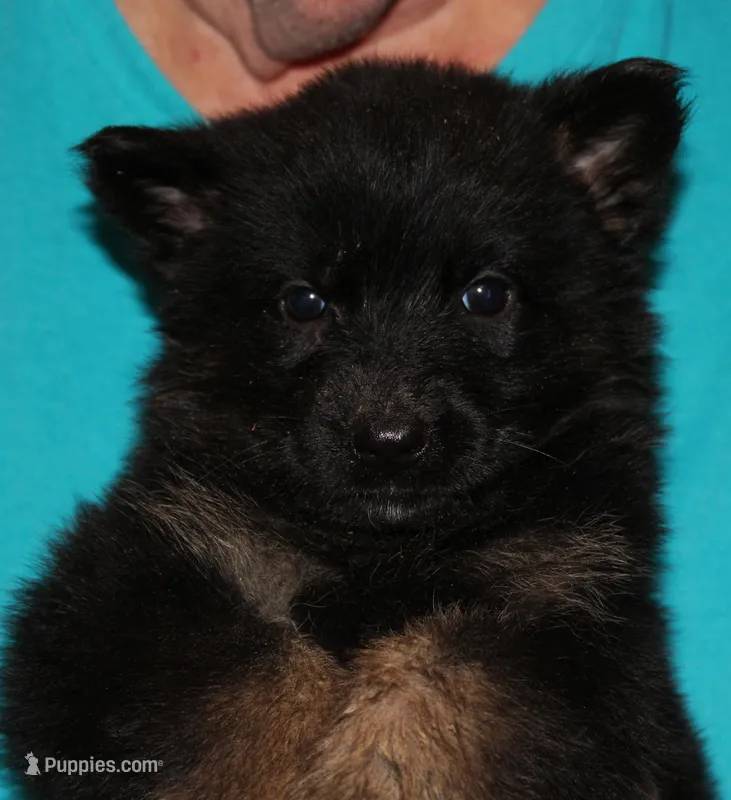 Xuse – German Shepherd Dog puppy for sale in London, KY