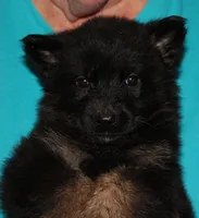 Xuse, a female German Shepherd Dog for sale in London, KY – Photo 1 of 3