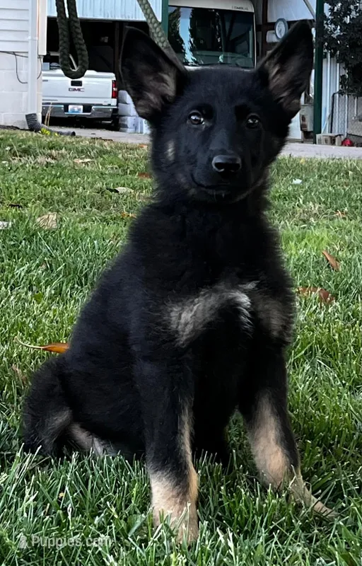 Xuse – German Shepherd Dog puppy for sale in London, KY