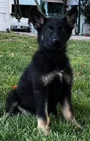 Xuse, a female German Shepherd Dog for sale in London, KY – 1 of 3