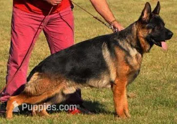 Mandy, a  German Shepherd Dog for sale in London, KY – Photo 1 of 2