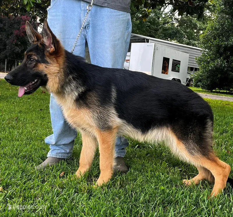 Titan – German Shepherd Dog puppy for sale in London, KY