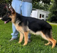 Titan, a male German Shepherd Dog for sale in London, KY – 1 of 5