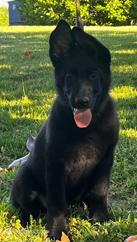 Xantiago--Black Male – German Shepherd Dog puppy for sale in London, KY