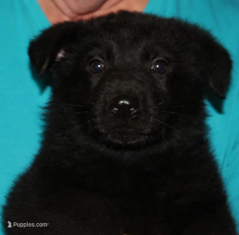 Xantiago--Black Male – German Shepherd Dog puppy for sale in London, KY