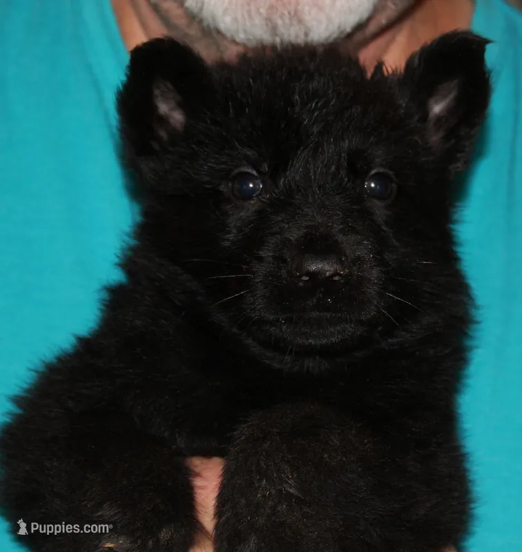Xantiago--Black Male – German Shepherd Dog puppy for sale in London, KY